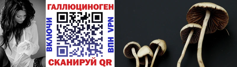 где купить наркоту Лосино-Петровский Галлюциногенные грибы MAGIC MUSHROOMS